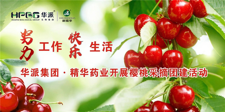 致力工作 欢乐生涯 | 华派集团&middot;EMC易倍药业发展樱桃采摘团建活动